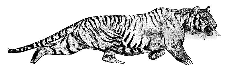 老虎(Panthera Tigris)跟踪猎物- 19世纪